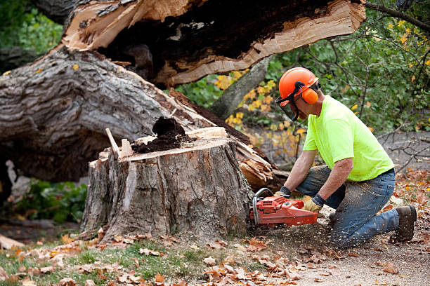 Professional Tree Service in Crouch Mesa, NM